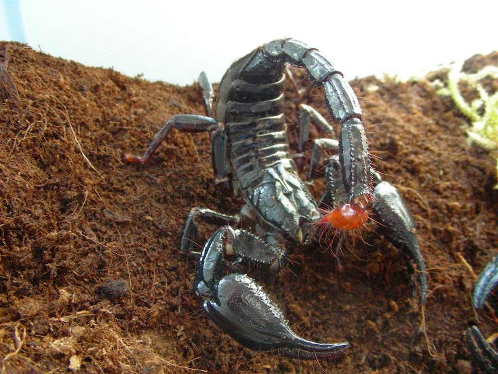 Black Scorpion Images Wallpapers