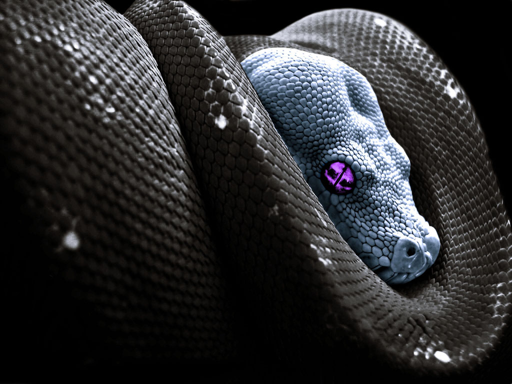 Black Snake Wallpapers