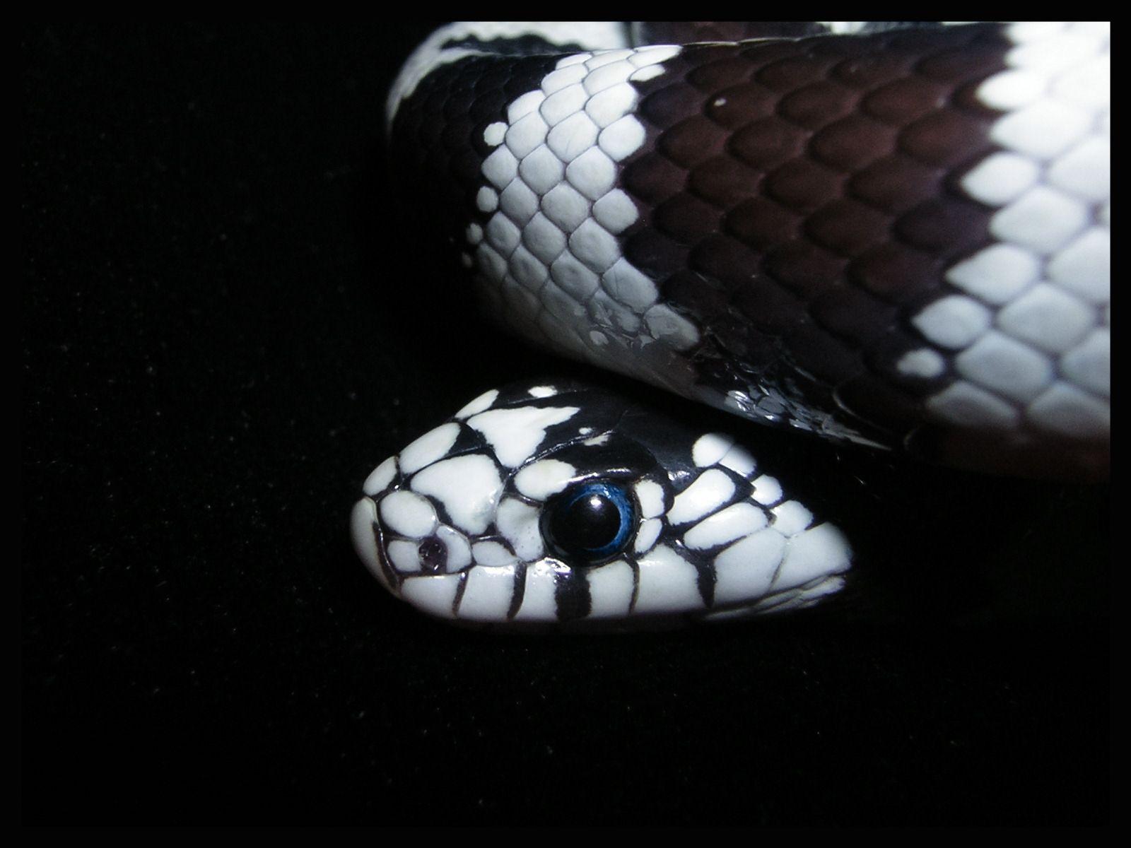 Black Snake Wallpapers