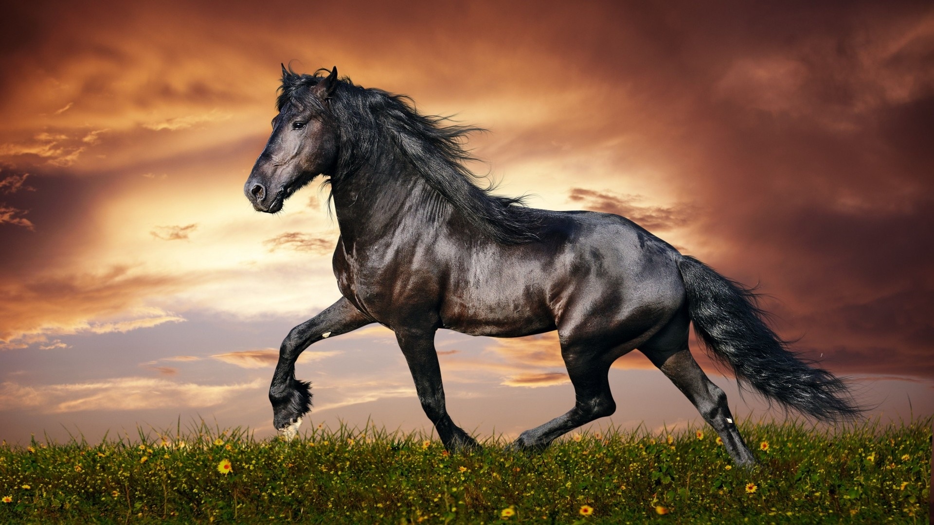 Black Stallion Wallpapers