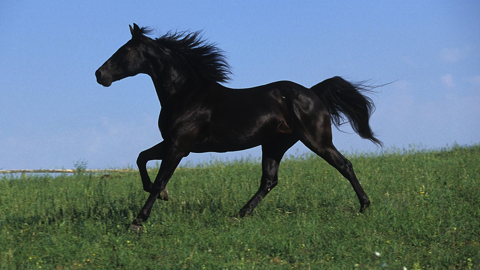 Black Stallion Wallpapers