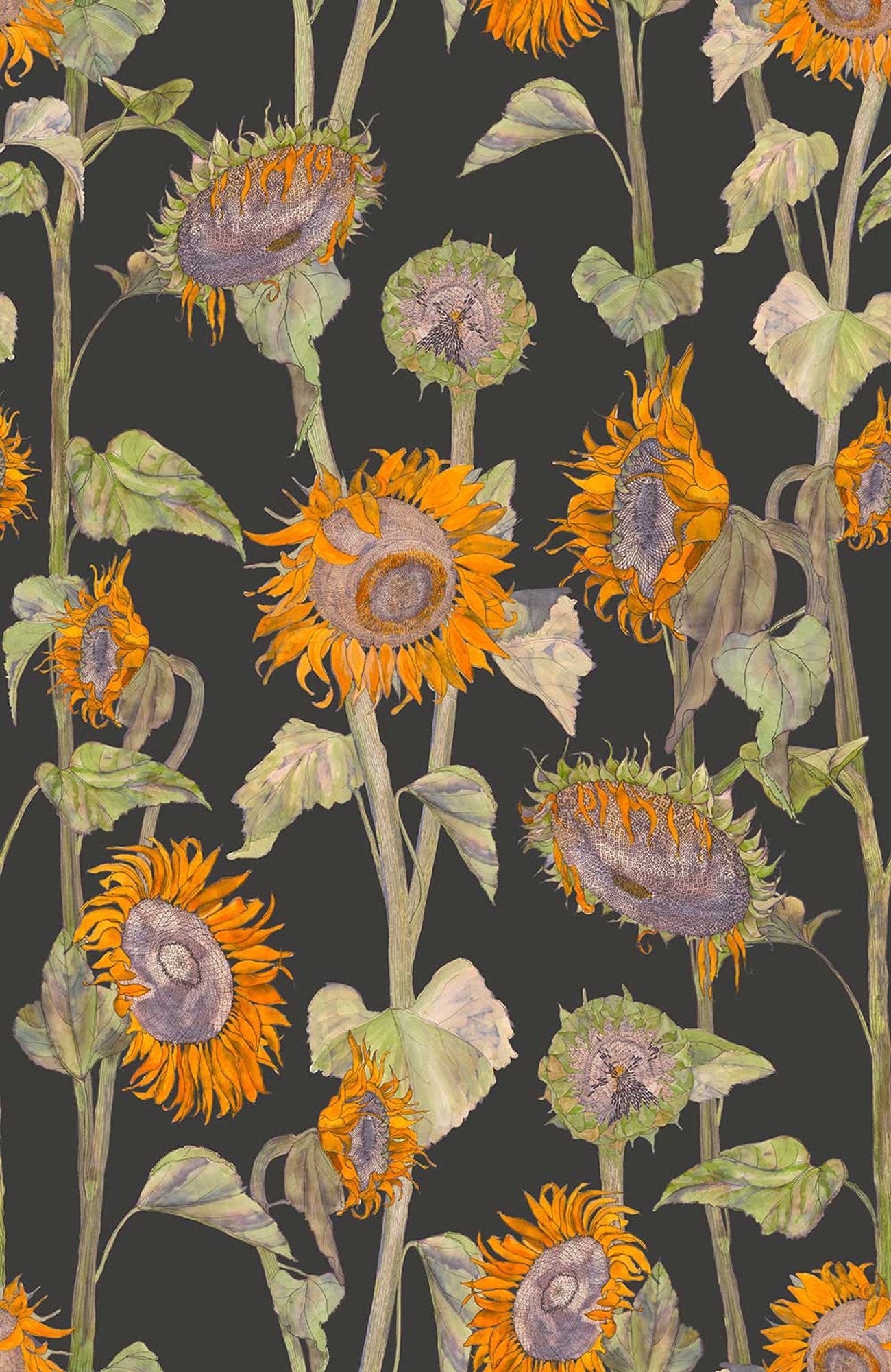 Black Sunflower Wallpapers