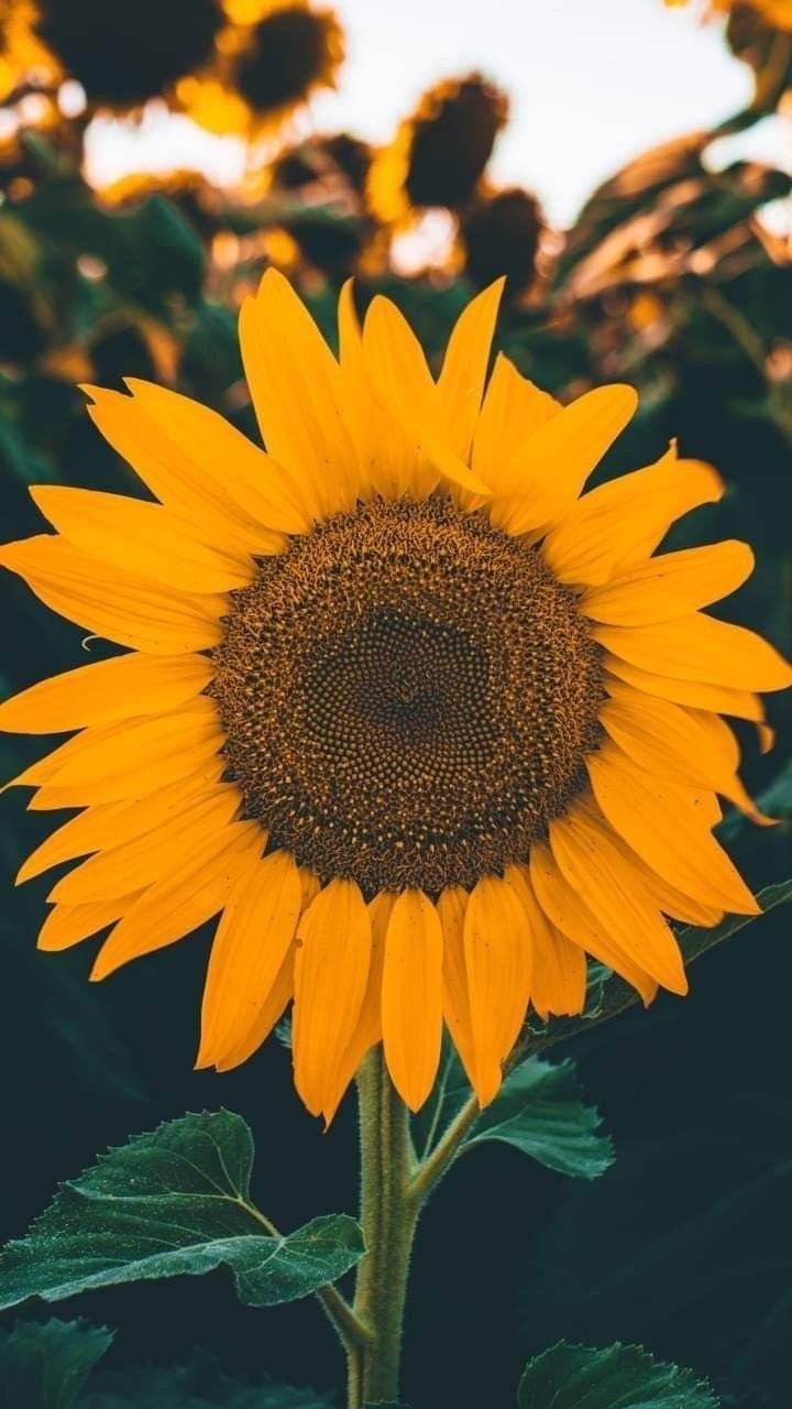 Black Sunflower Wallpapers