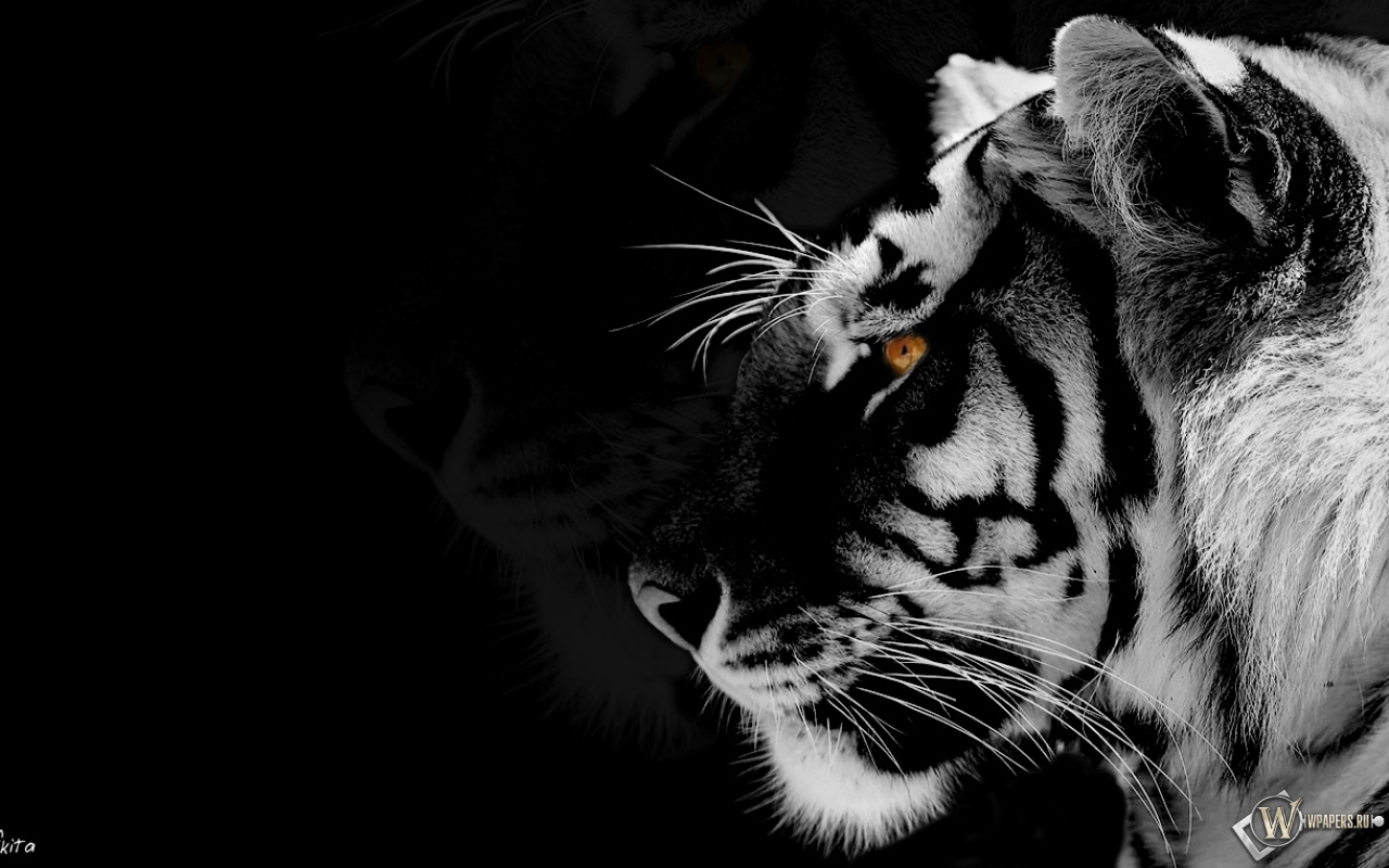 Black Tiger Wallpapers