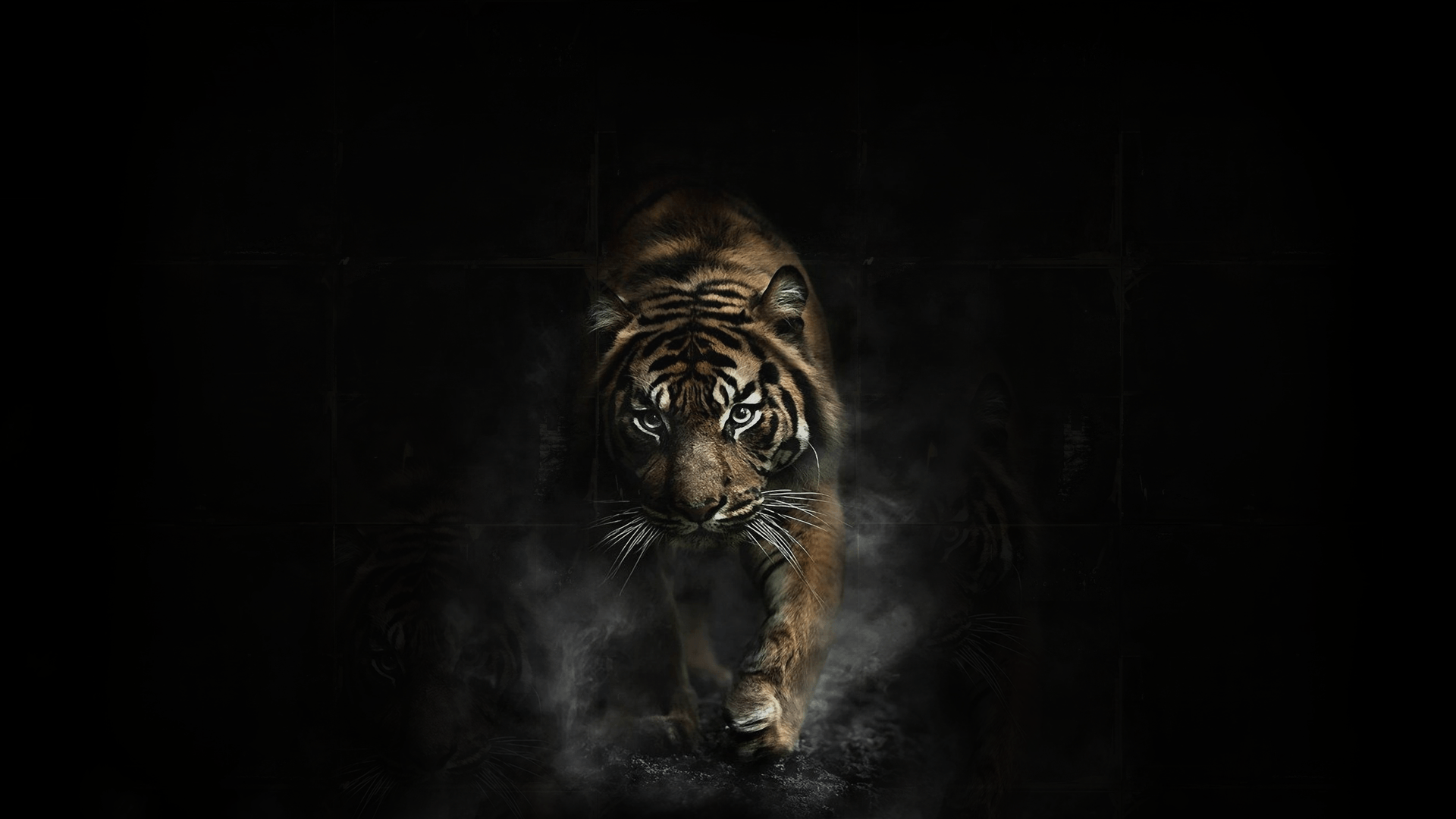 Black Tiger Hd Wallpapers