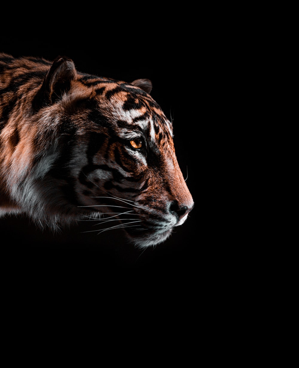 Black Tiger Hd Wallpapers