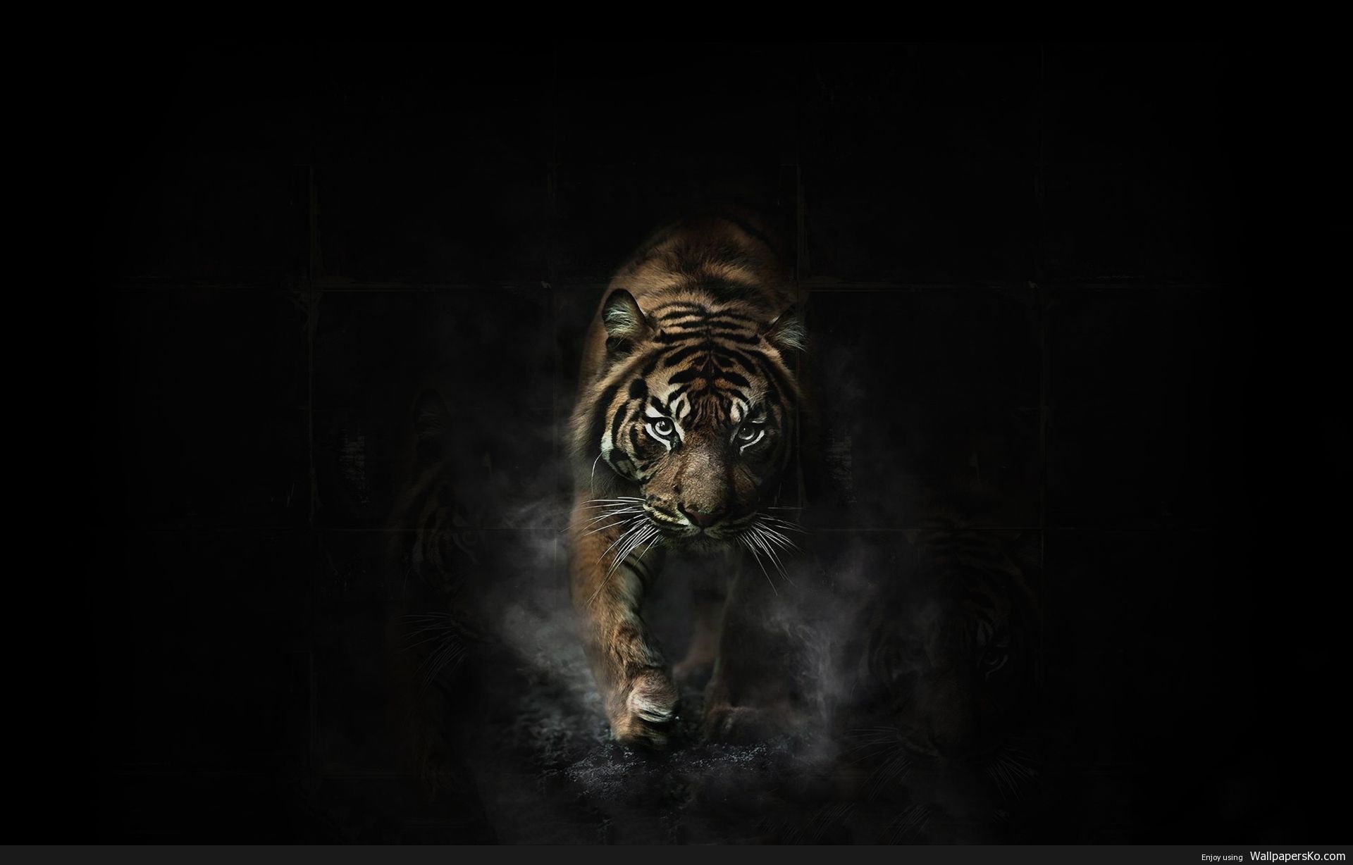 Black Tiger Hd Wallpapers