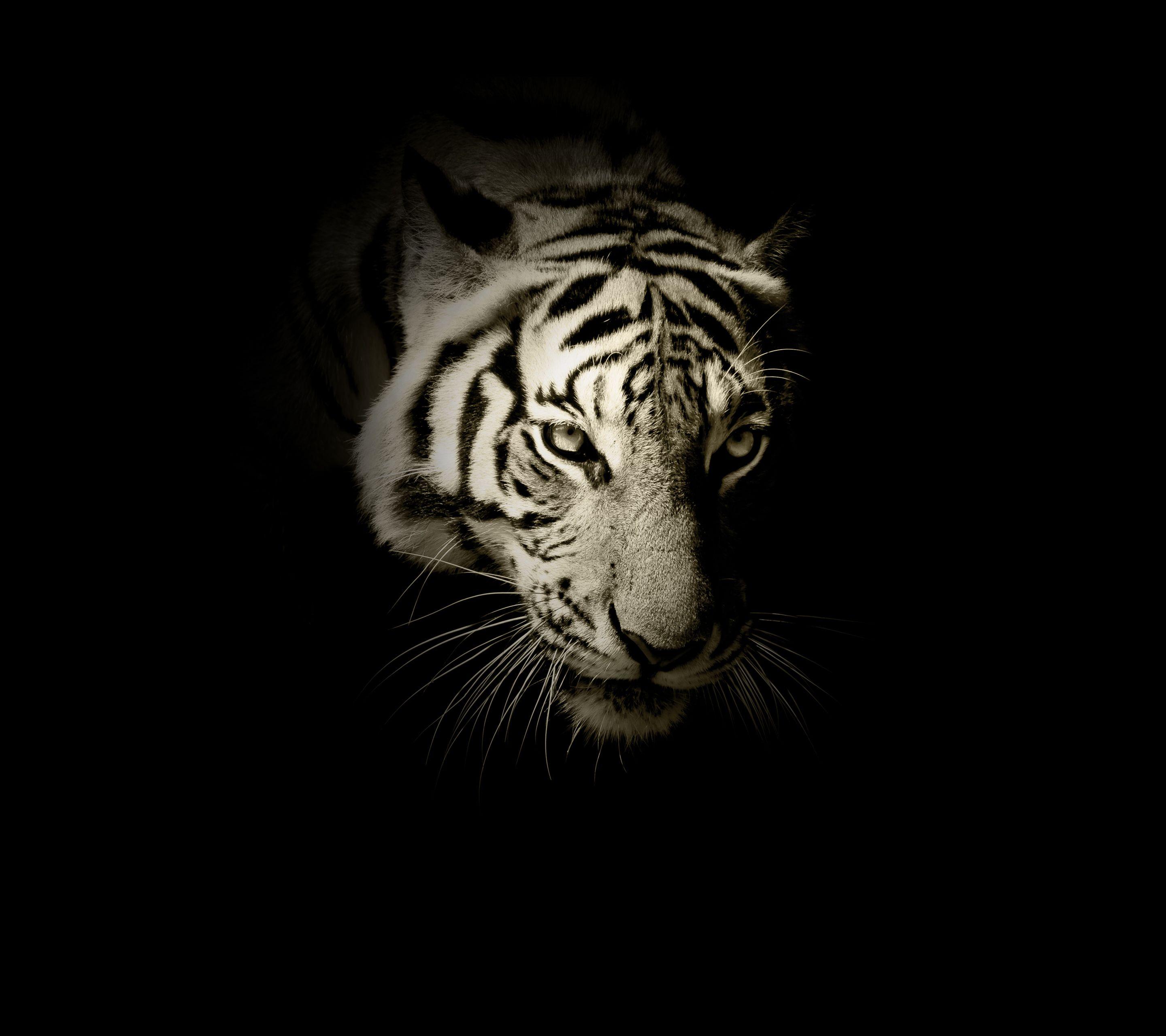 Black Tiger Hd Wallpapers