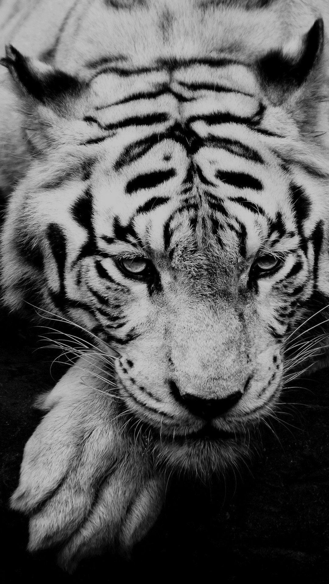 Black Tiger Hd Wallpapers