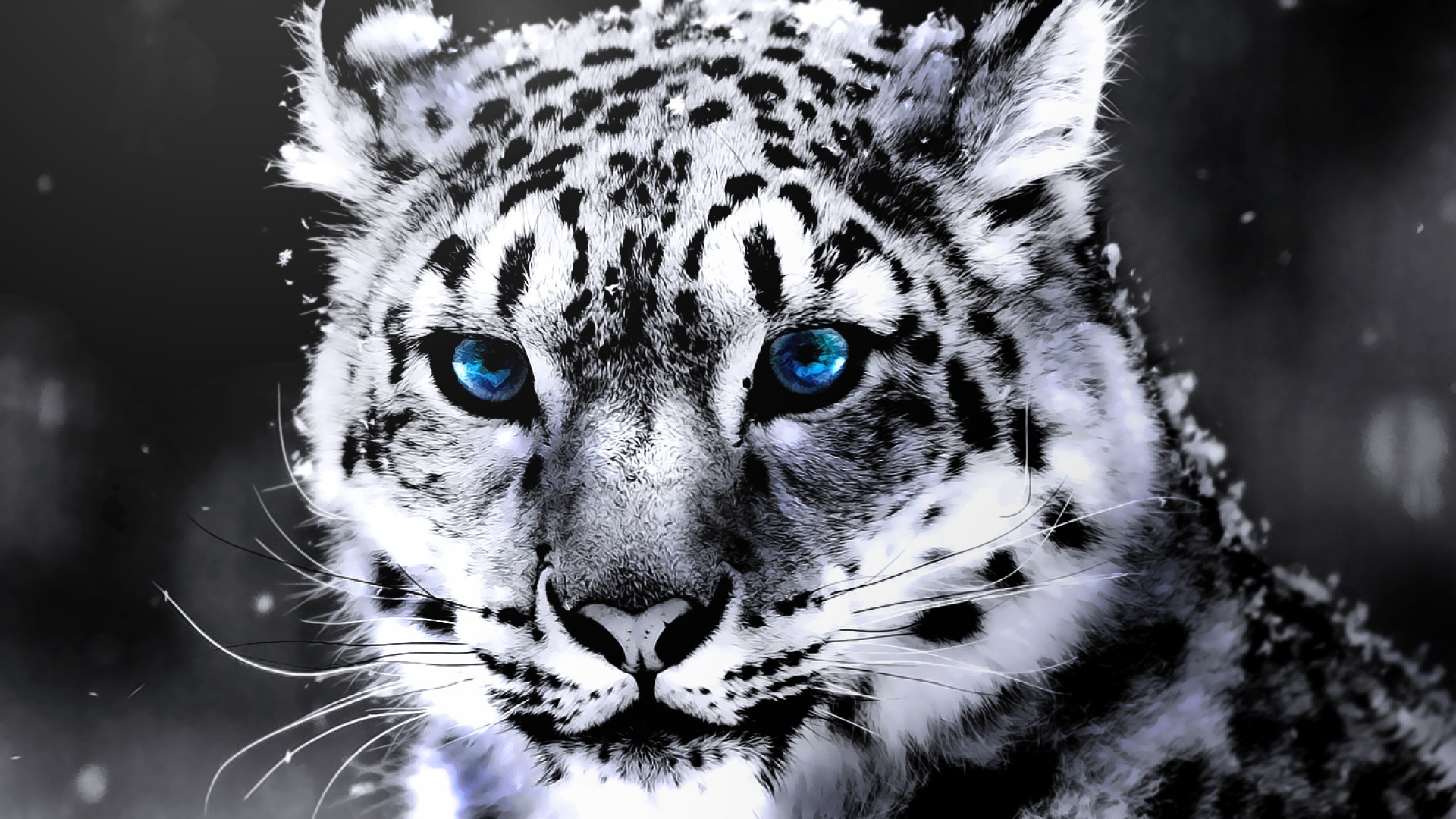 Black Tiger Hd Wallpapers