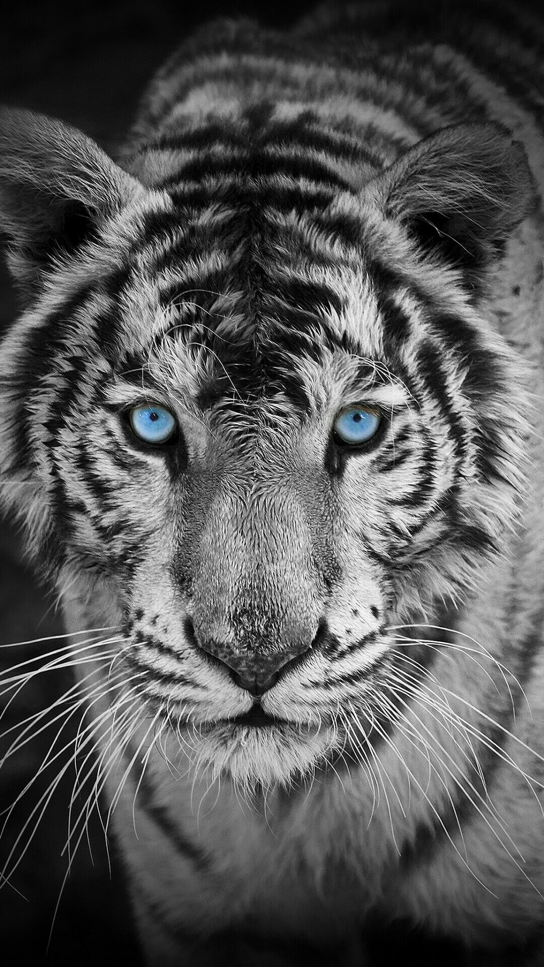 Black Tiger Hd Wallpapers