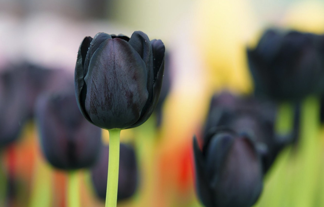 Black Tulip Wallpapers