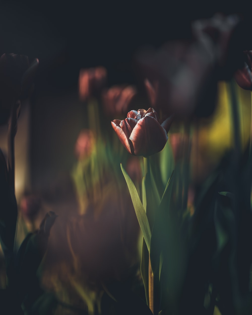 Black Tulip Wallpapers