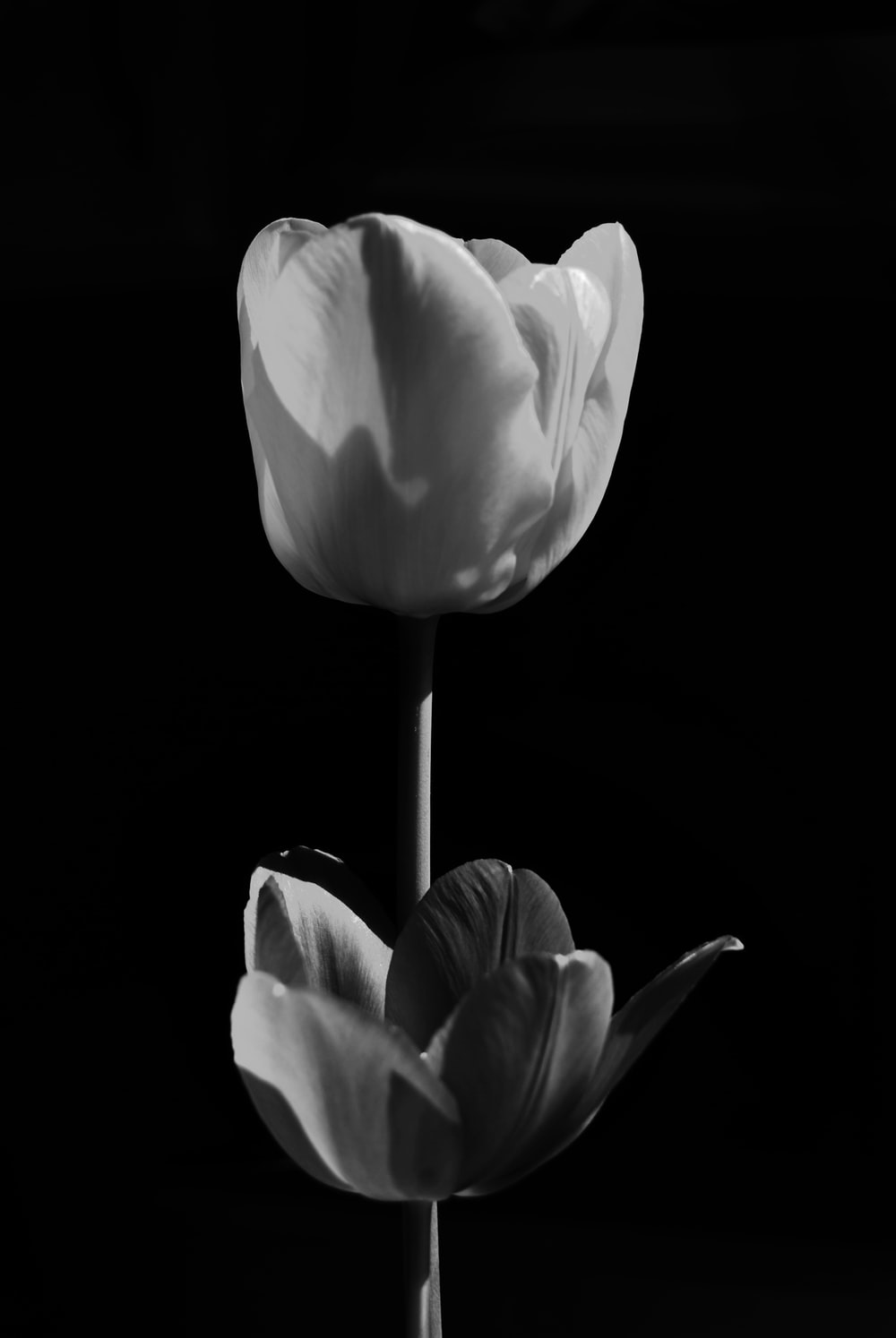 Black Tulip Wallpapers