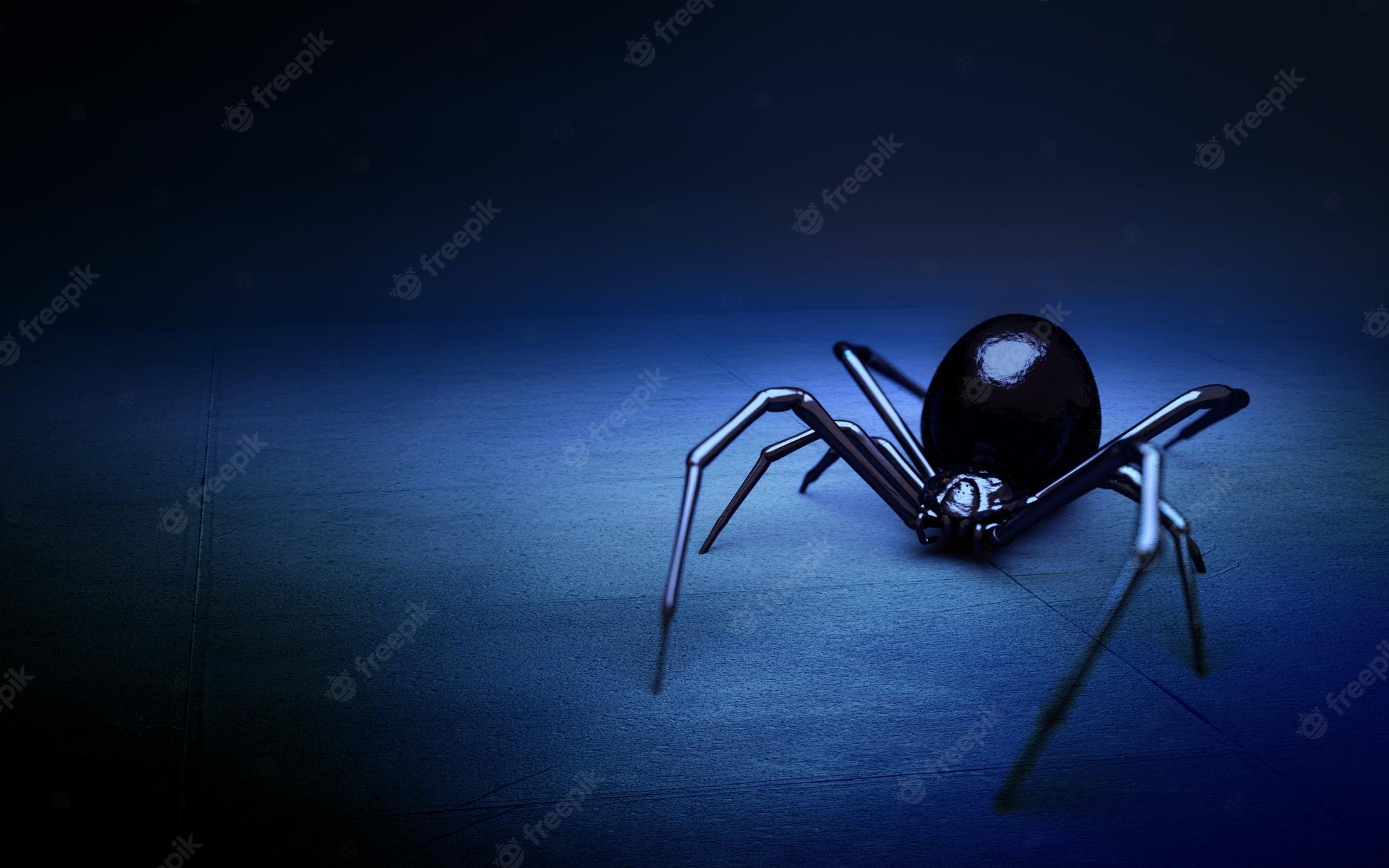 Black Widow Spider Wallpapers