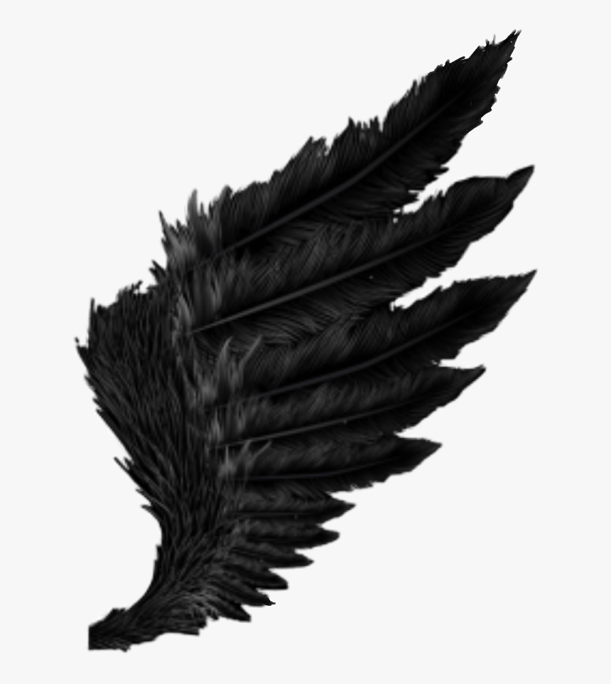 Black Wings Wallpapers