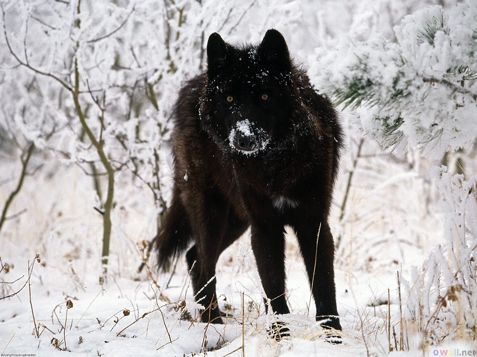 Black Wolf Wallpapers