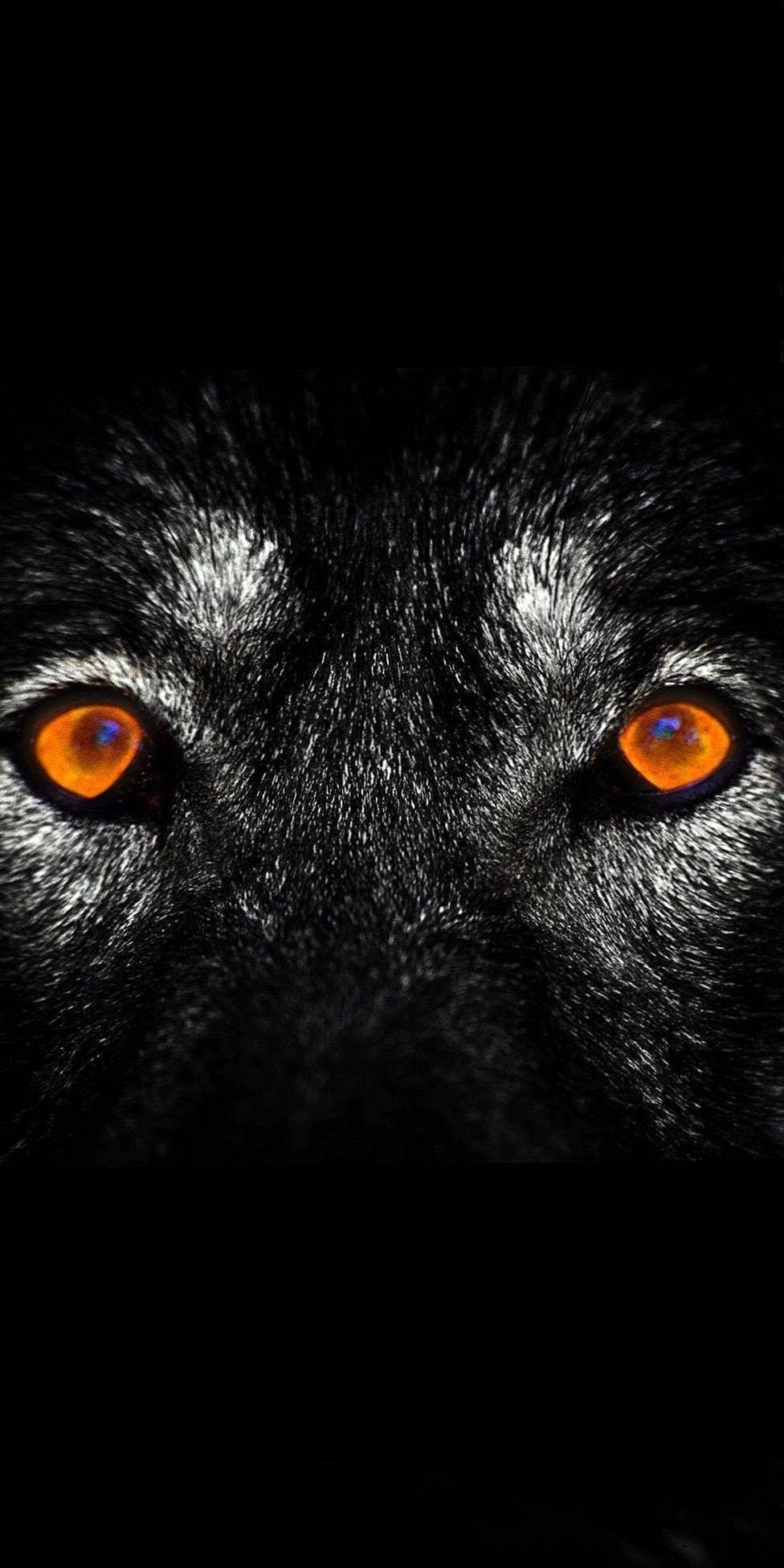 Black Wolf Wallpapers