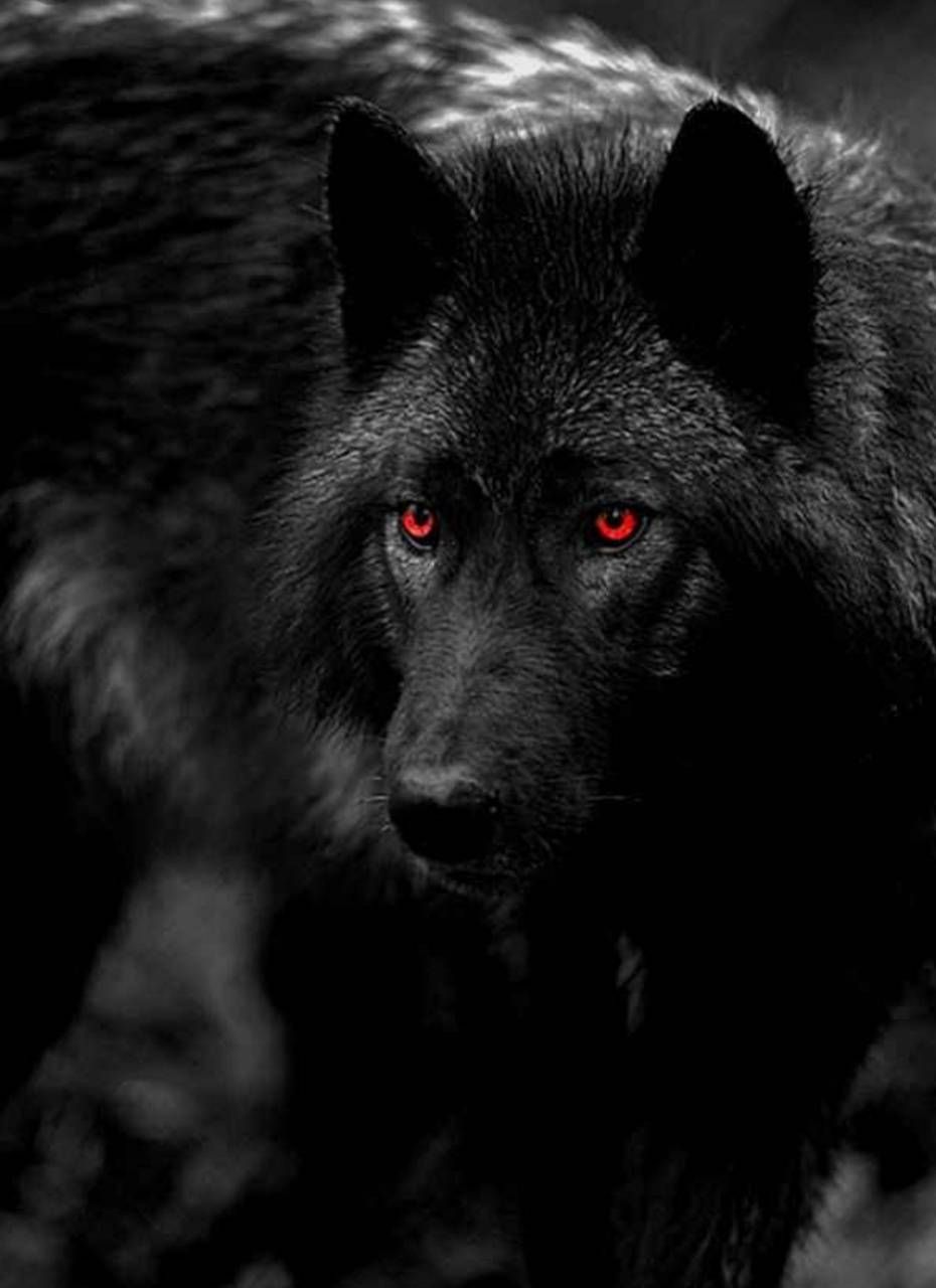 Black Wolf Wallpapers