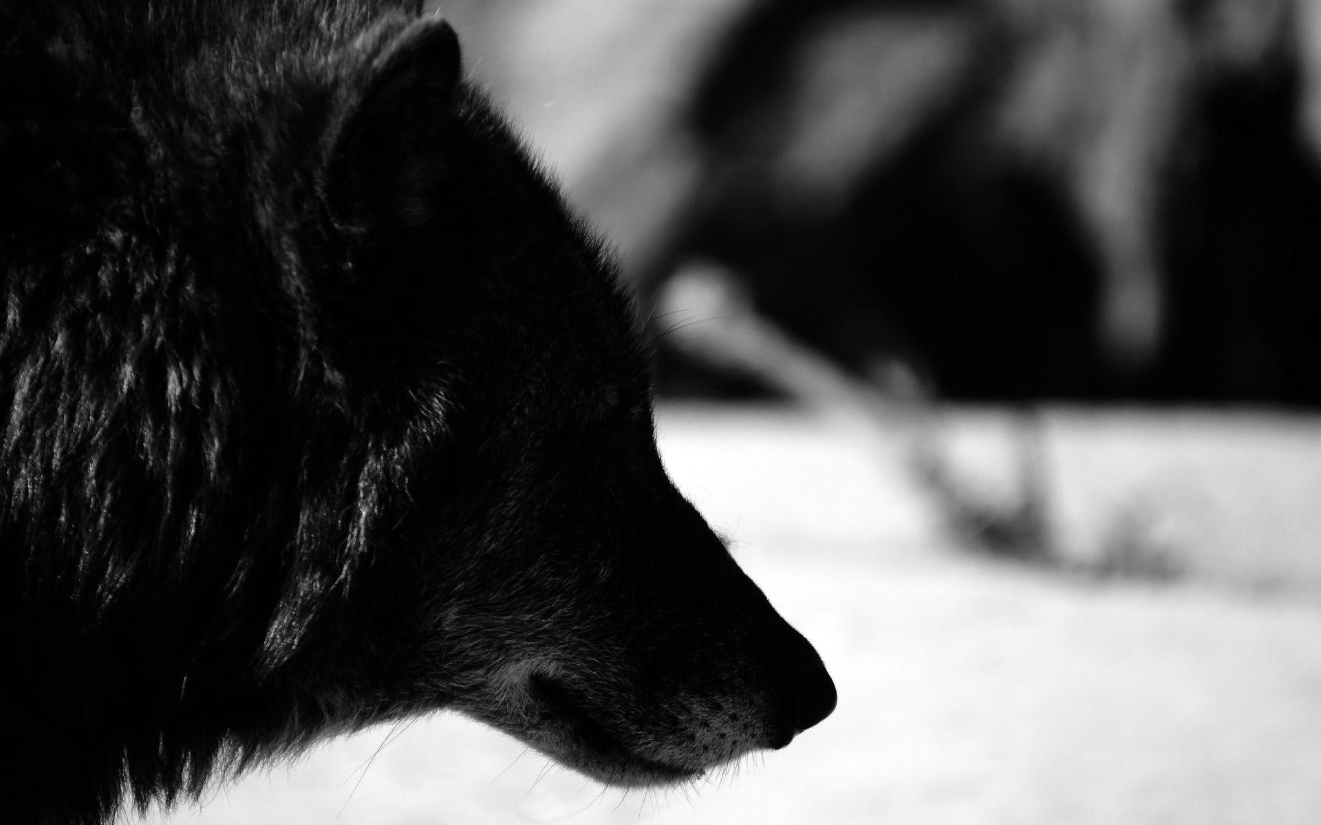 Black Wolf Wallpapers