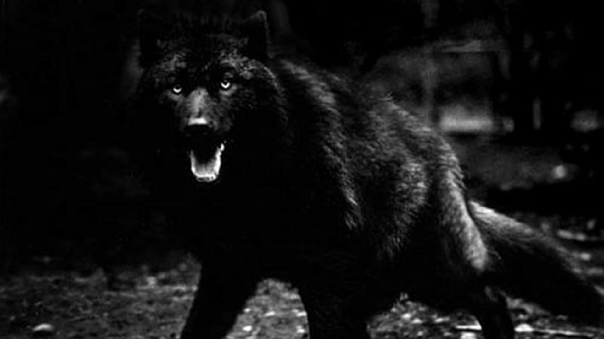 Black Wolf Wallpapers