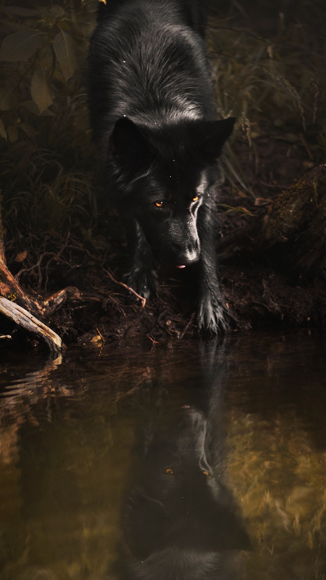 Black Wolf Wallpapers