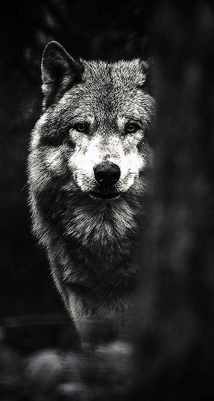 Black Wolf Wallpapers