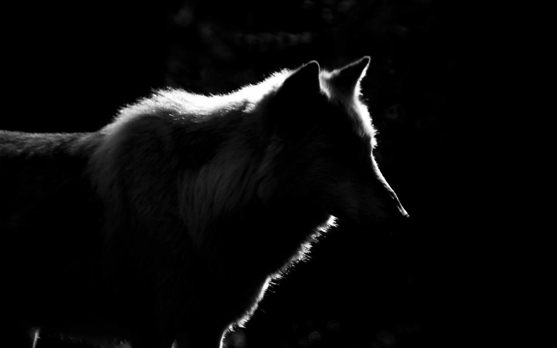 Black Wolf Wallpapers