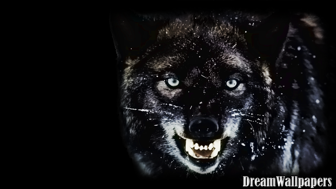 Black Wolf Wallpapers