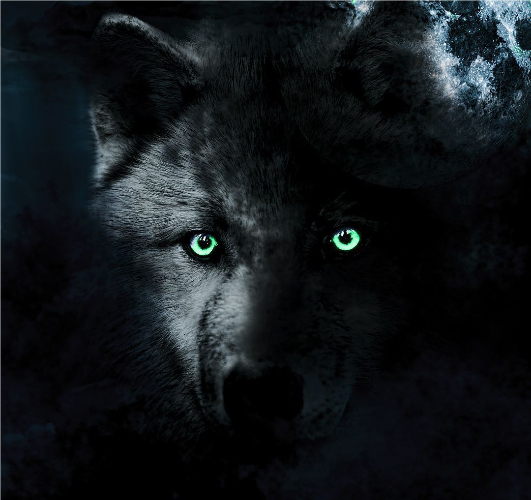 Black Wolves With Blue Eyes Wallpapers