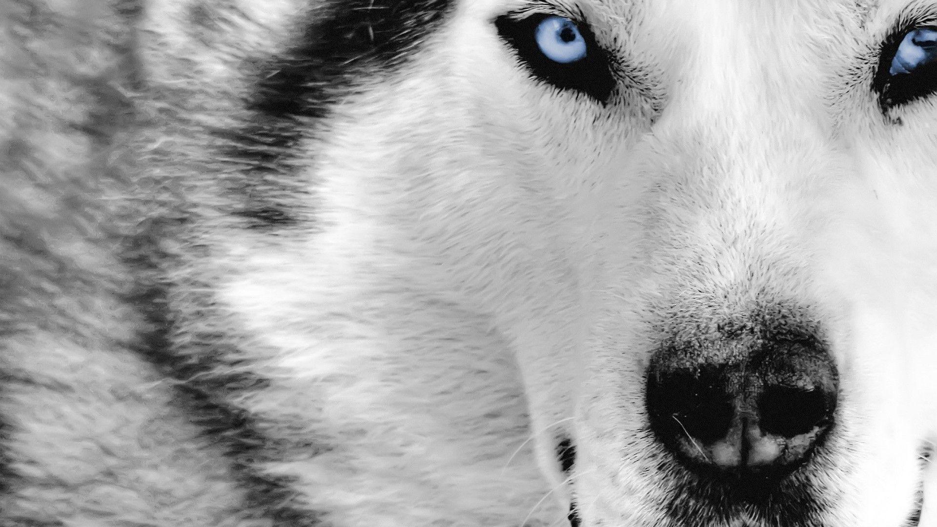 Black Wolves With Blue Eyes Wallpapers