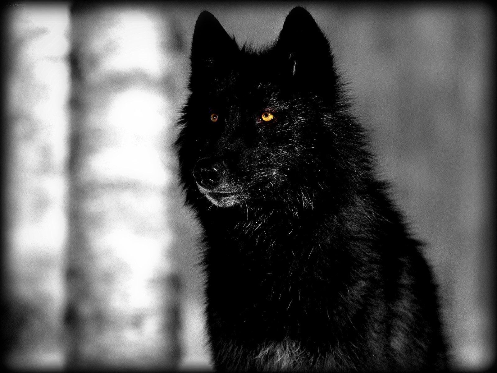 Black Wolves With Blue Eyes Wallpapers