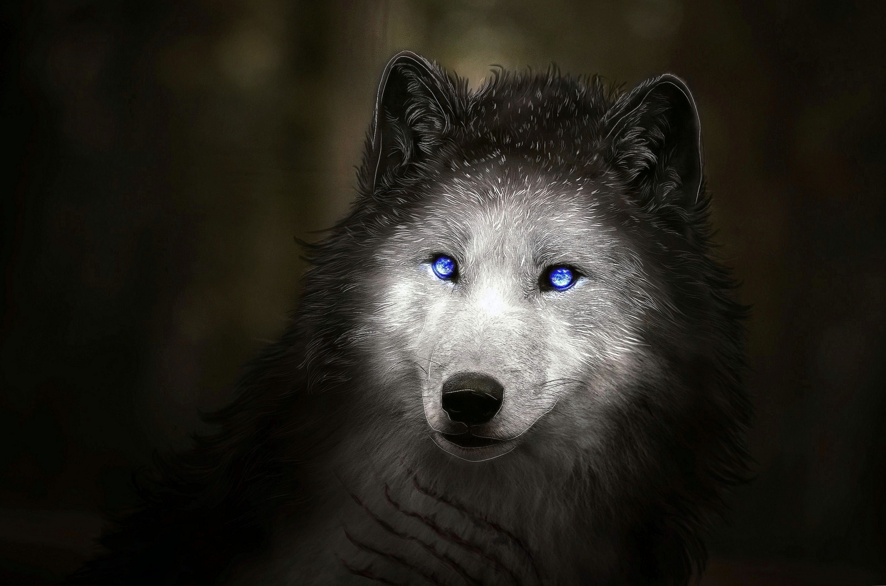 Black Wolves With Blue Eyes Wallpapers