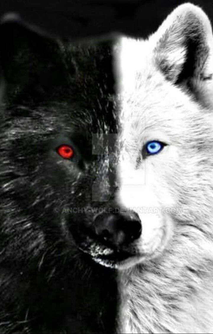 Black Wolves With Blue Eyes Wallpapers