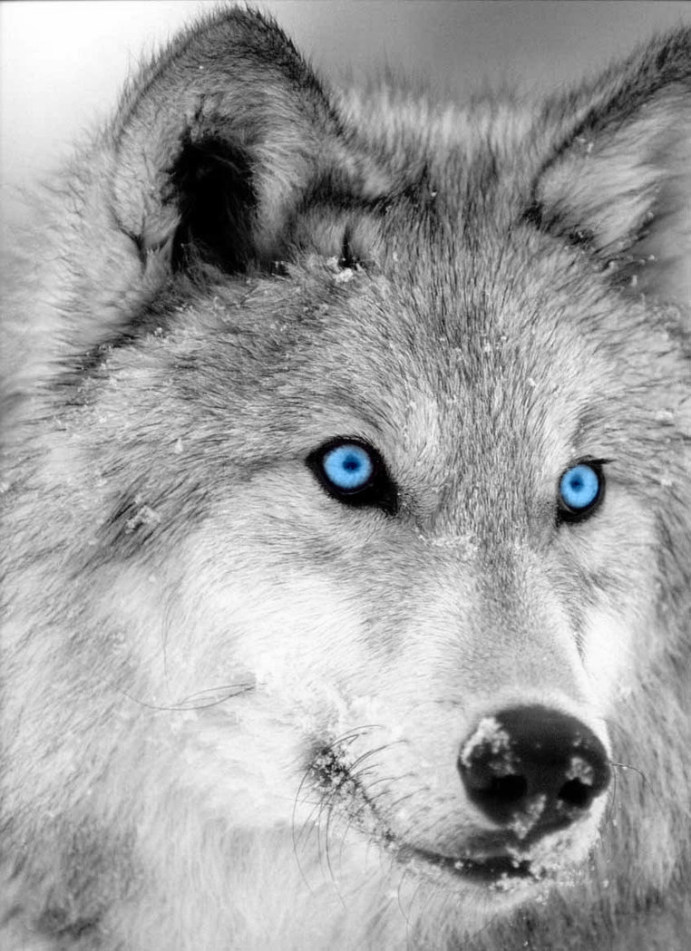 Black Wolves With Blue Eyes Wallpapers