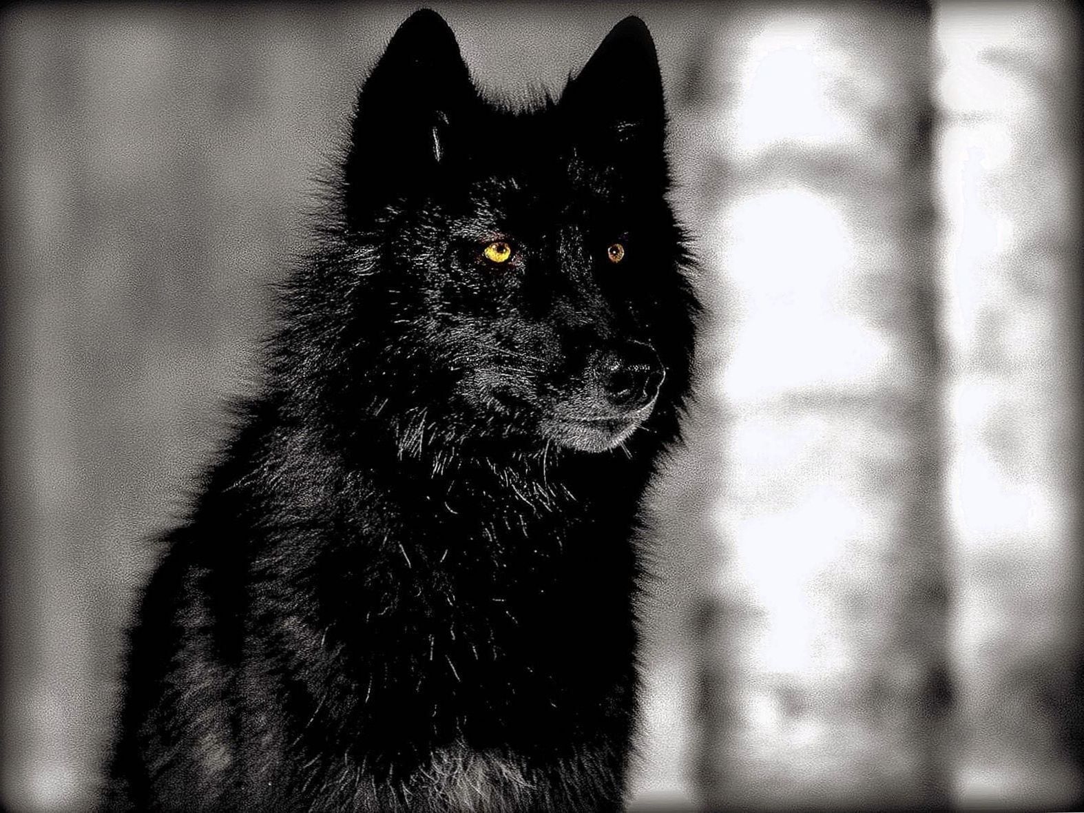 Black Wolves With Blue Eyes Wallpapers
