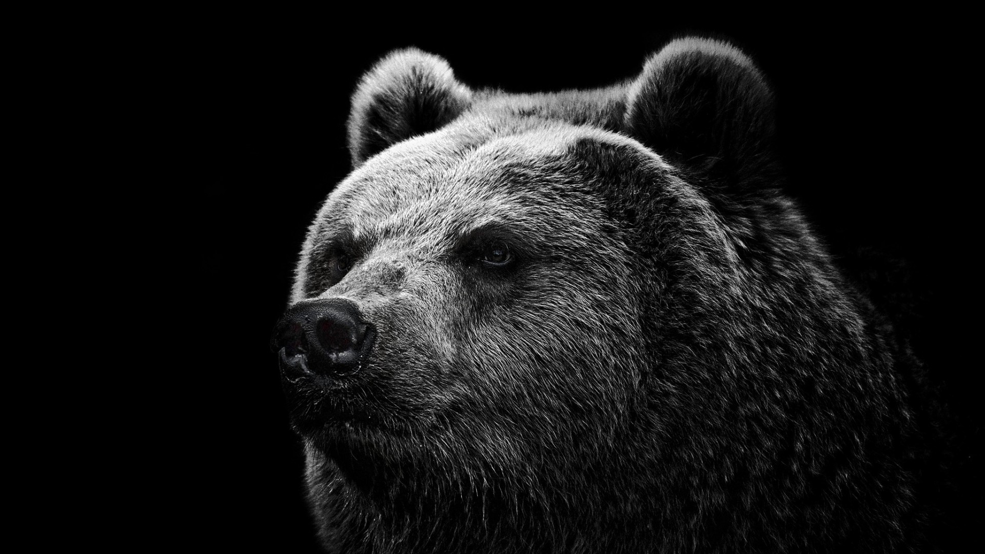 Blackbear Hd Wallpapers