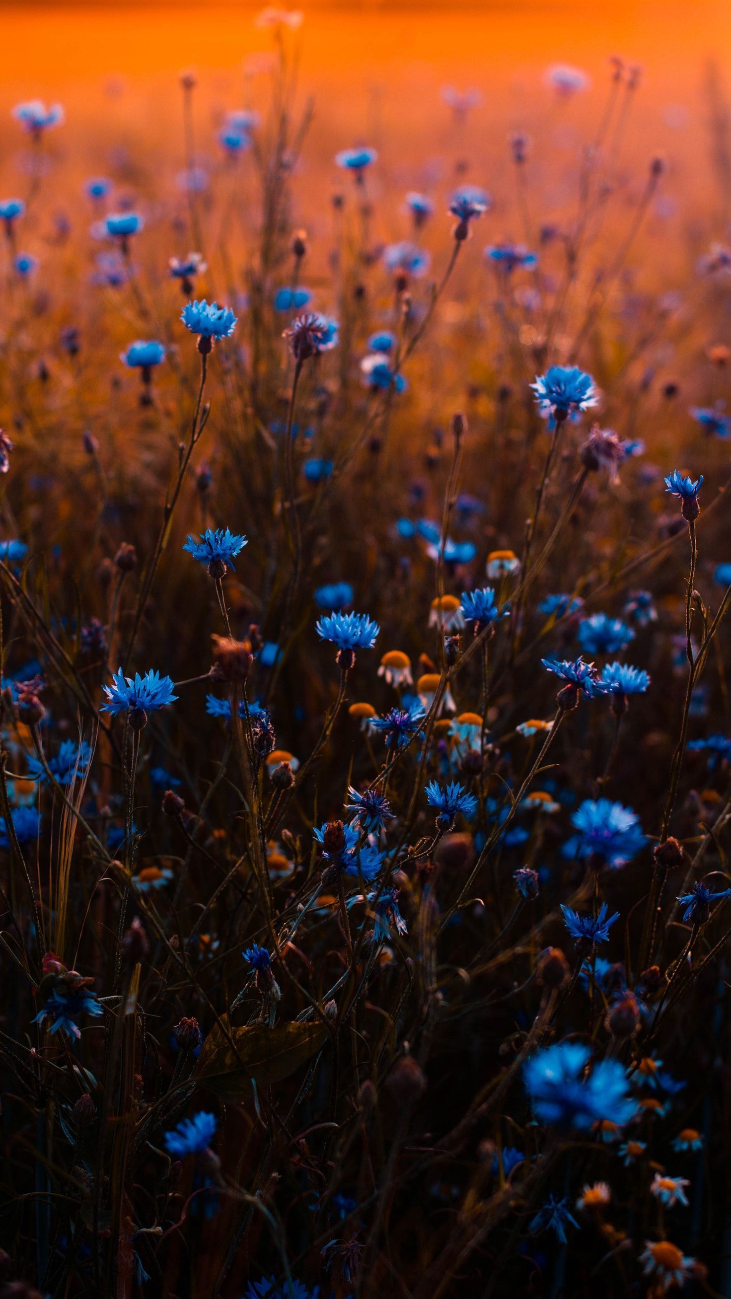 Blue Aesthetic Flowers Wallpapers