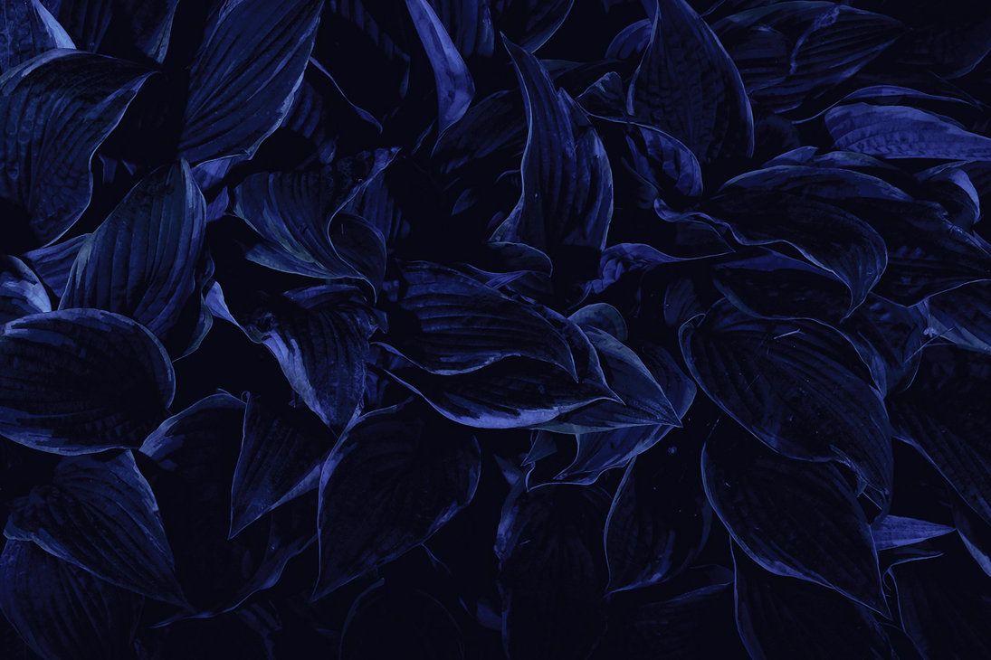 Blue Aesthetic Flowers Wallpapers