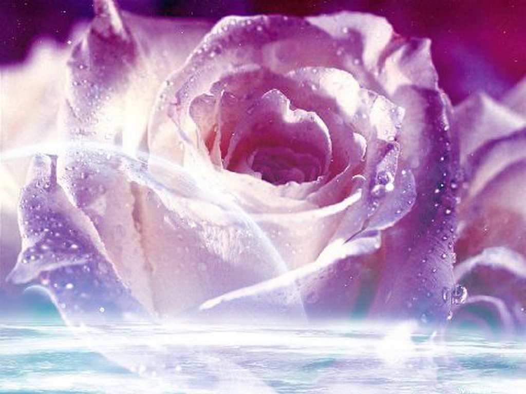 Blue And Purple Roses Wallpapers