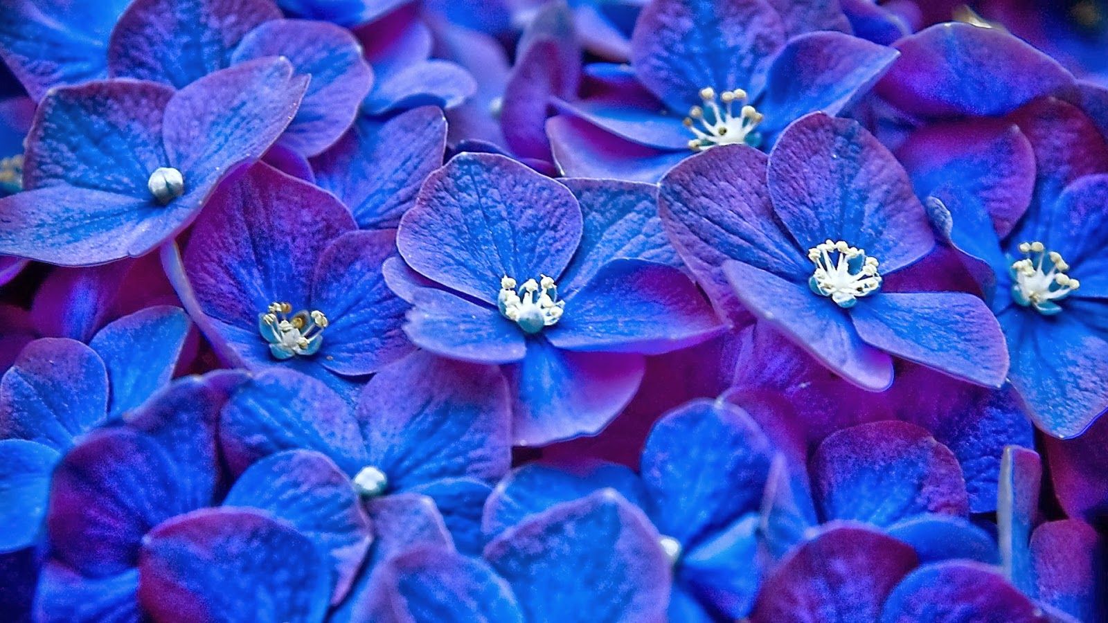 Blue And Purple Roses Wallpapers