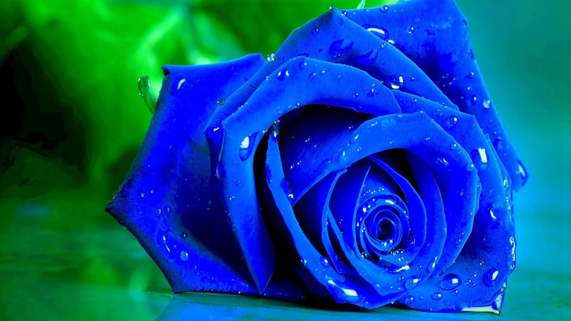 Blue And Purple Roses Wallpapers