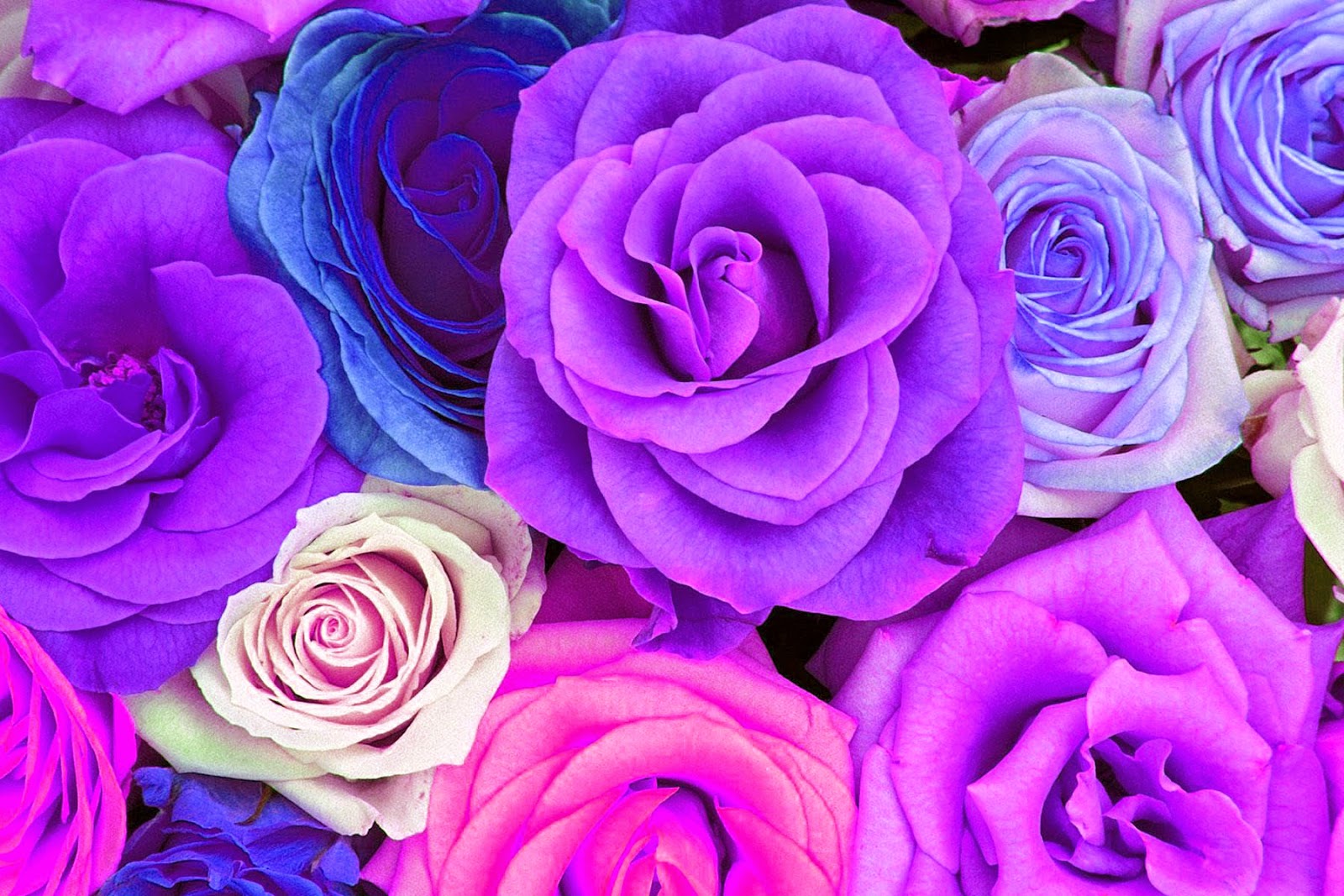 Blue And Purple Roses Wallpapers