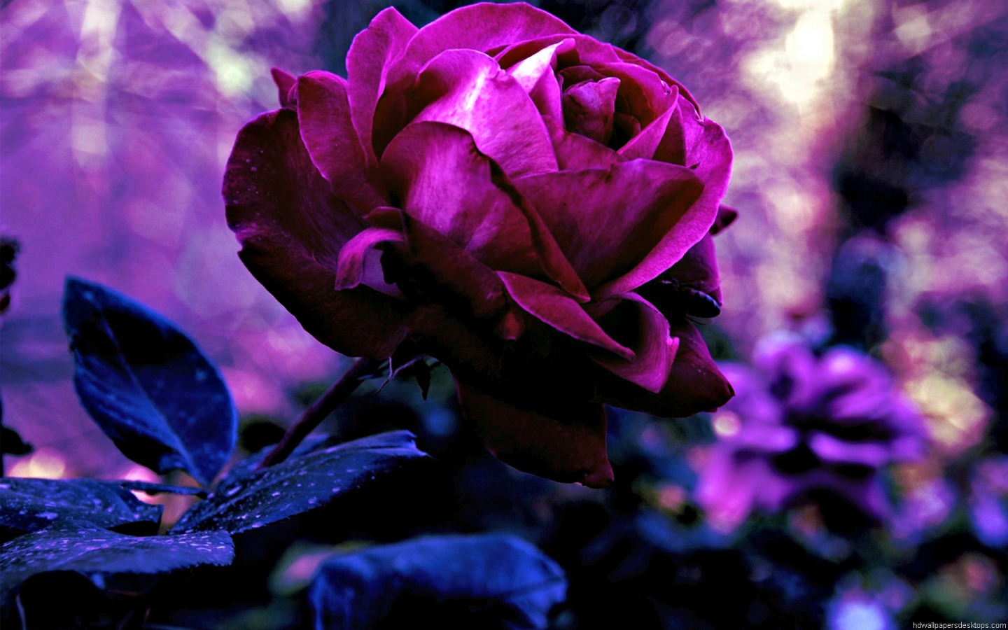 Blue And Purple Roses Wallpapers