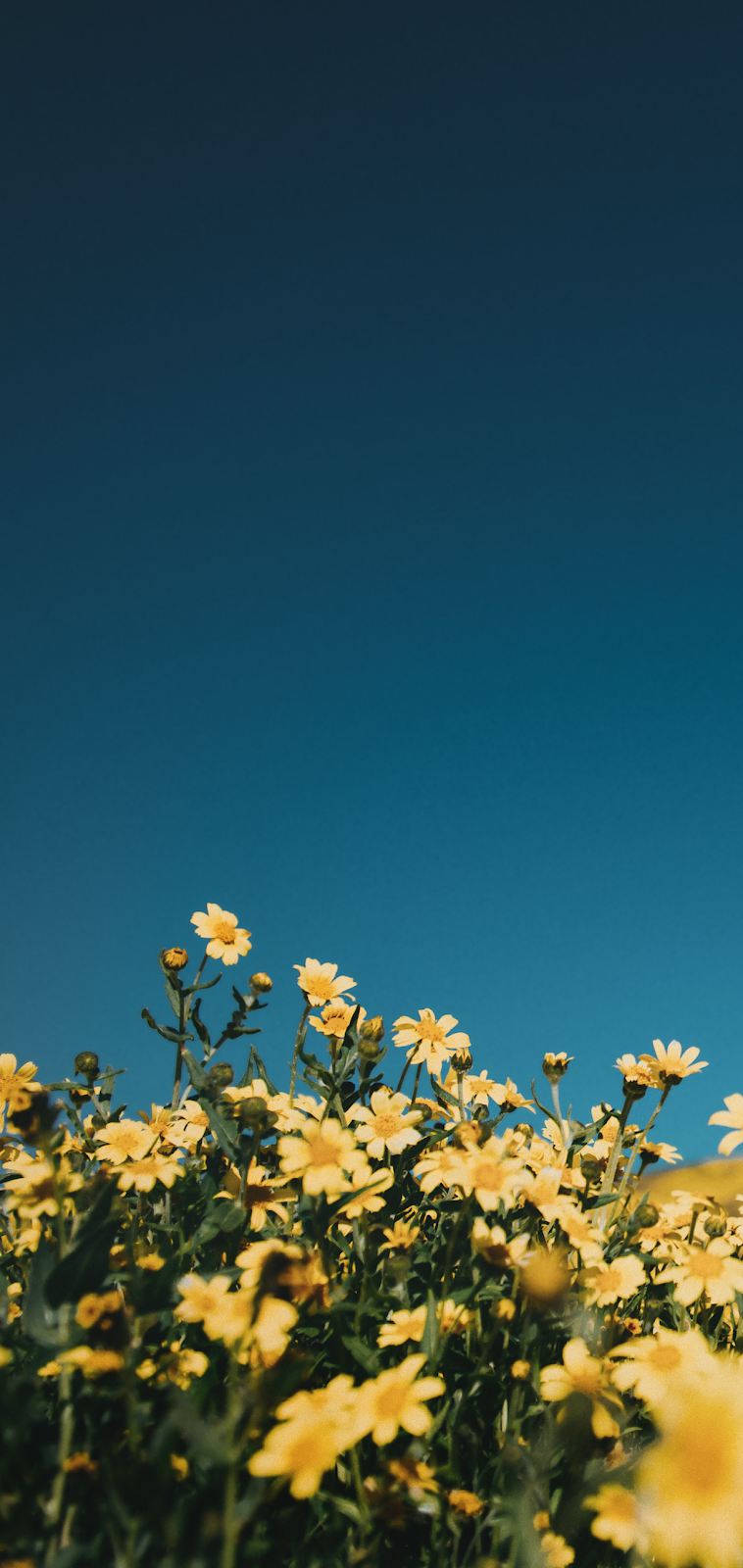 Blue And Yellow Flower Wallpapers