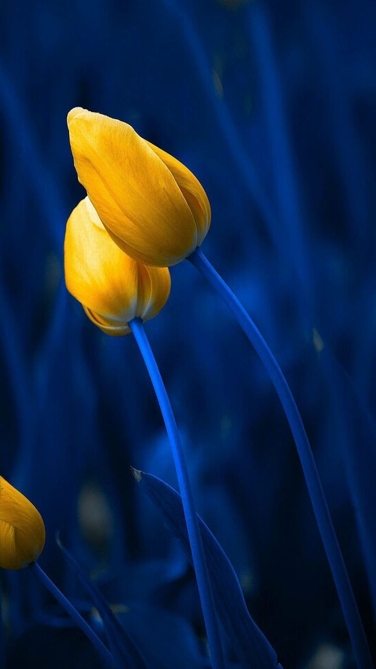 Blue And Yellow Flower Wallpapers