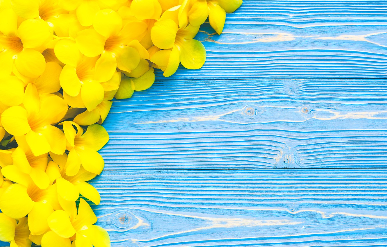 Blue And Yellow Flower Wallpapers