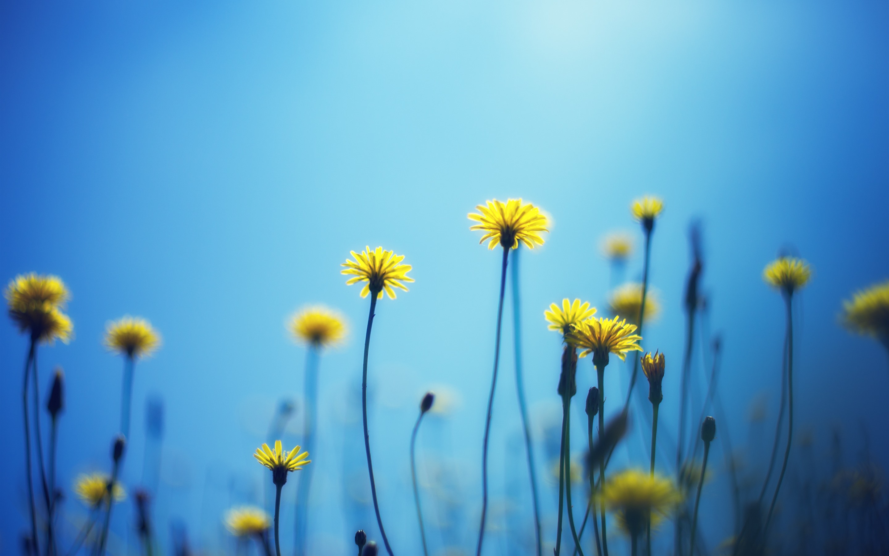 Blue And Yellow Flower Wallpapers