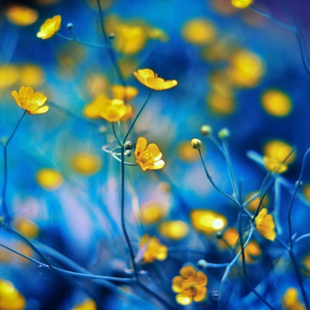 Blue And Yellow Flower Wallpapers