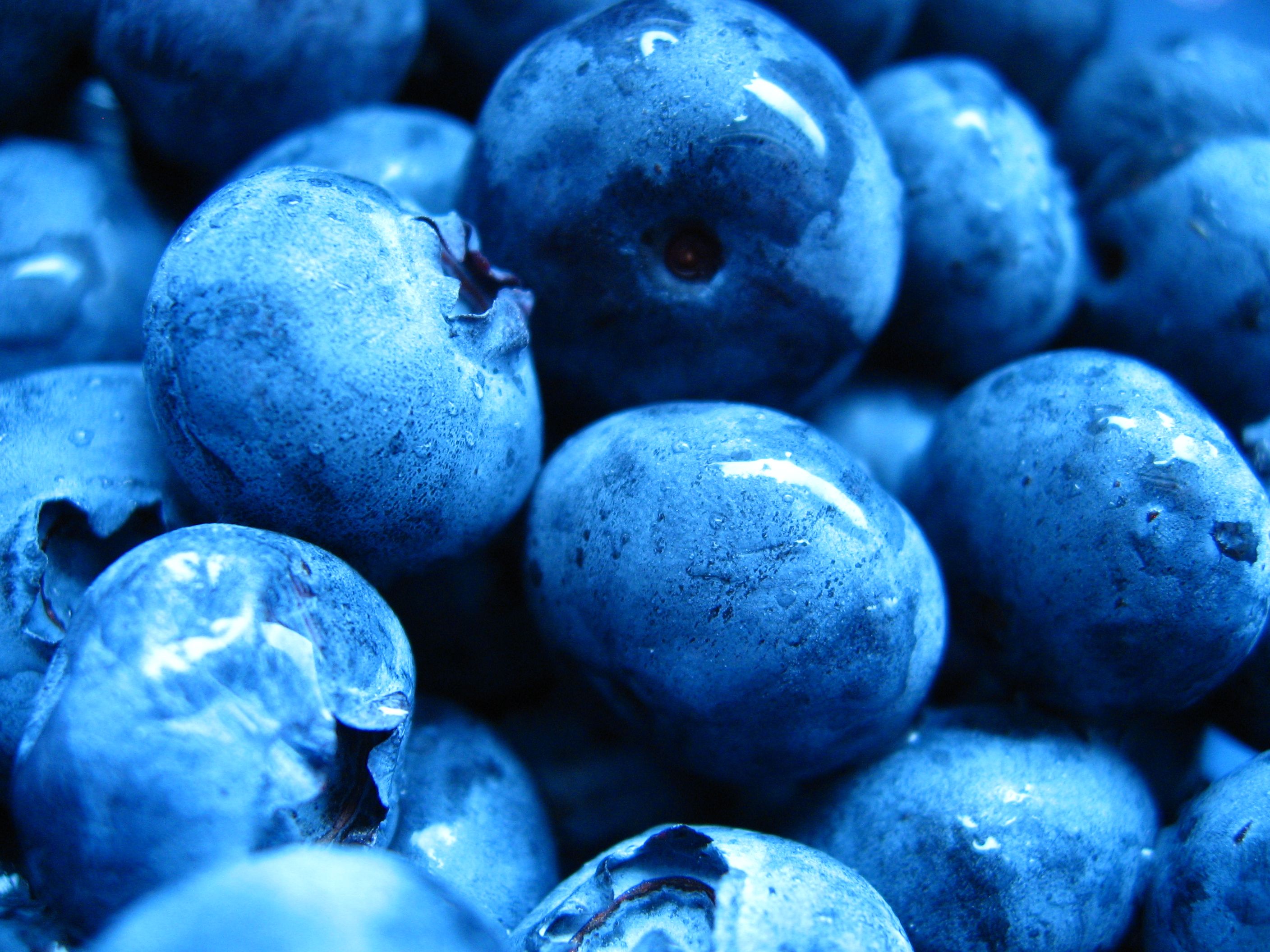 Blue Berry Wallpapers